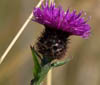 sm706205_thistle.jpg