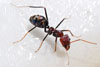 sm800px-meat_eater_ant_feeding_on_honey02.jpg