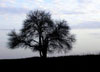 A sinister tree