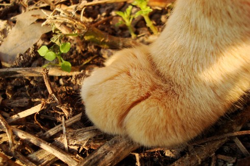 I crush imperialism with my paw