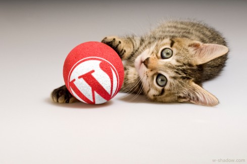 Kittens are a memetic hazard.